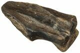 Fossil Triceratops Shed Tooth - Montana #350726-1